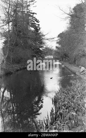 Lord Gray 's Vogelkolonie in Fallodon . 12. April 1932 Stockfoto