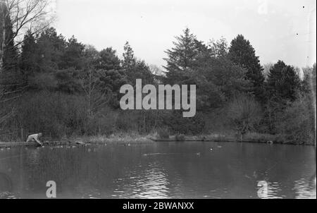 Lord Gray 's Vogelkolonie in Fallodon . 12. April 1932 Stockfoto