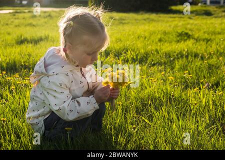 Kleines Mädchen in der Wiese pflücken gelben Löwenzahn Blumen in sonnigen Sommertag. Feder Stockfoto