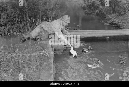 Lord Gray 's Vogelkolonie in Fallodon . Eider drake , 21 Jahre alt , Fütterung , Rotkiefer Pochard ( drake ) auf der rechten Seite , Cholie-Wungeon ( drake ) im Vordergrund . Stockfoto