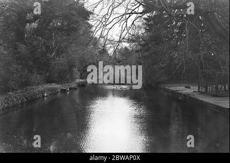 Lord Gray 's Vogelkolonie in Fallodon . 12. April 1932 Stockfoto