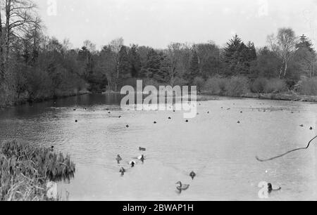 Lord Gray 's Vogelkolonie in Fallodon . 2 Paar Canvas Backed Enten im Vordergrund. Stockfoto