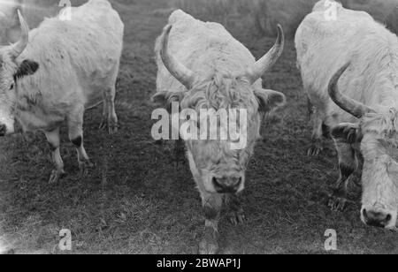 Chilingham Cattle eine Rasse von Rindern, die in Chilingham Castle, Northumberland, England leben. Diese seltene Rasse besteht aus etwa 90 Tieren in Chilingham, die einen sehr großen Park bewohnen, der seit dem Mittelalter existiert. Die Herde ist seit Hunderten von Jahren bemerkenswert genetisch isoliert geblieben und überlebte trotz der Inzucht Depression aufgrund der geringen Population Stockfoto