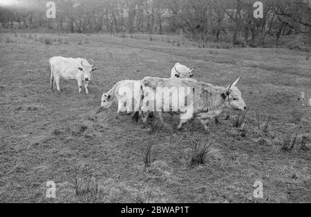 Chilingham Cattle eine Rasse von Rindern, die in Chilingham Castle, Northumberland, England leben. Diese seltene Rasse besteht aus etwa 90 Tieren in Chilingham, die einen sehr großen Park bewohnen, der seit dem Mittelalter existiert. Die Herde ist seit Hunderten von Jahren bemerkenswert genetisch isoliert geblieben und überlebte trotz der Inzucht Depression aufgrund der geringen Population Stockfoto