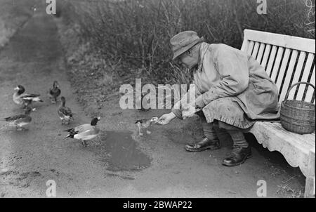 Lord Gray 's Vogelkolonie in Fallodon . Ring Hals Teal (Ente) Fütterung, pochard Ente hinter, Wigeon (drake und Ente) auf der linken Seite. Stockfoto