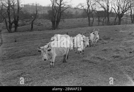 Chilingham Cattle eine Rasse von Rindern, die in Chilingham Castle, Northumberland, England leben. Diese seltene Rasse besteht aus etwa 90 Tieren in Chilingham, die einen sehr großen Park bewohnen, der seit dem Mittelalter existiert. Die Herde ist seit Hunderten von Jahren bemerkenswert genetisch isoliert geblieben und überlebte trotz der Inzucht Depression aufgrund der geringen Population Stockfoto