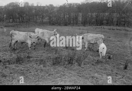 Chilingham Cattle eine Rasse von Rindern, die in Chilingham Castle, Northumberland, England leben. Diese seltene Rasse besteht aus etwa 90 Tieren in Chilingham, die einen sehr großen Park bewohnen, der seit dem Mittelalter existiert. Die Herde ist seit Hunderten von Jahren bemerkenswert genetisch isoliert geblieben und überlebte trotz der Inzucht Depression aufgrund der geringen Population Stockfoto