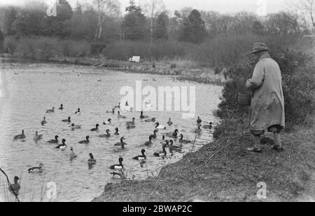 Lord Gray 's Vogelkolonie in Fallodon . Getuftete Ente (schwarz und weiß), Ring Hals Teal (drake) nächste Bank, Leinwand gesichert (sehr selten) und gemeinsame Pochard (Drachen), fast weiß mit roten Köpfen. Stockfoto