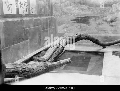 Im Zoo Boa oder einer Python 13 Januar 1928 Stockfoto