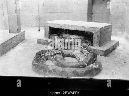 Im Zoo reticulated Python 13 Januar 1928 Stockfoto