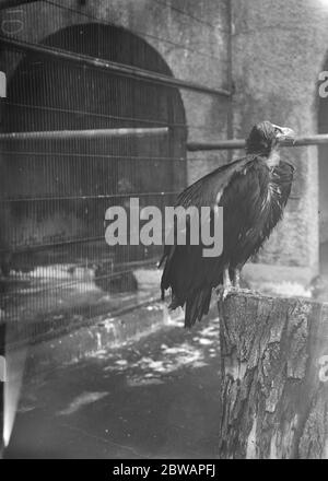 Im Zoo . Der Ohrgeier . 13. Januar 1928 Stockfoto