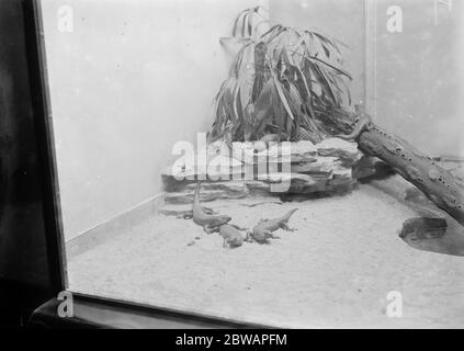 Im Zoo Eidechsen 13 Januar 1928 Stockfoto