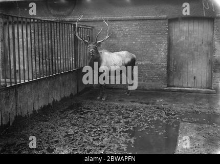 Im Zoo Wapiti 13 Januar 1928 Stockfoto