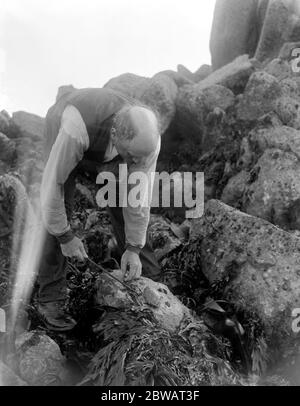 Ein Mann, der auf der Suche nach einem Abalone (Schalentiere) oder einem Abalone (Schalentiere) entlang der Küste auf den Kanalinseln ist. Oktober 1920 Stockfoto