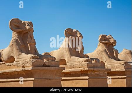 Alte ägyptische Widder-Kopf-Stein-Sphinx-Statuen in einer Reihe am Karnak-Tempel in Luxor Stockfoto