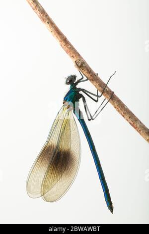 Eine männliche gebänderte demoiselle Fliege, Calopteryx splendens, fotografiert vor weißem Hintergrund. North Dorset England GB Stockfoto