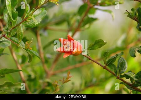 Eine einzige rote Blume von Granatapfel auf dem Baum Ast im Garten Feld Stockfoto
