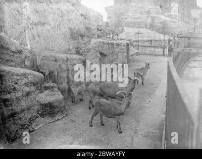 Im Zoo in London Barbery Schafe 13 Januar 1928 Stockfoto