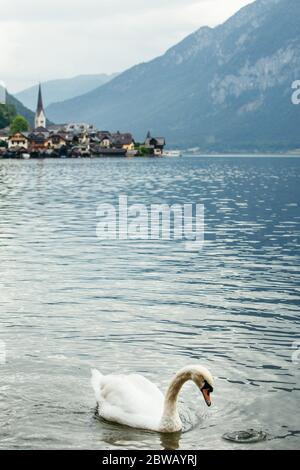 Weißer Schwan schwimmen durch den Hallstätter See Stadt im Hintergrund Stockfoto