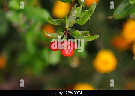 Bio vier Granatapfel Blumen hängen unter dem Baum mit Unschärfe Natur Hintergrund Stockfoto