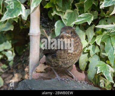 Nahaufnahme einer jungen Amsel (Turdus merula) Stockfoto