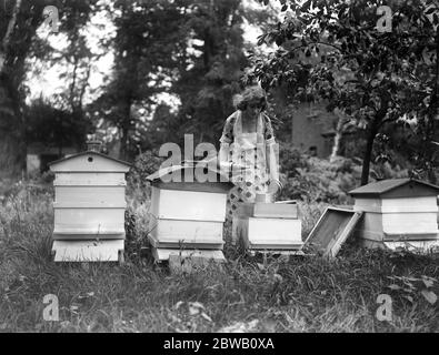 Miss Sylvia Caine, die Kinomarderin, hütet ihre Bienenstöcke bei ihrem Haus im Worcester Park. Oktober 1922 Stockfoto