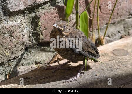 Nahaufnahme einer jungen Amsel (Turdus merula) Stockfoto
