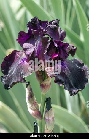 Dunkelblau-violett hohe bärtige Irisblume „Superstition“ Schwarze Irisblume Stockfoto