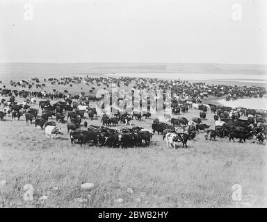 Die Stoney Red Indians in Banff, Alberta Rinder runden von South Calgary auf dem Bow River, wie wurde von der Prince of Wales auf seiner Reise nach Kanada Zeuge 20 September 1919 die Nakoda (auch bekannt als Stoney oder Îyârhe Nakoda) Sind eine First Nation Gruppe sowohl in Kanada und ursprünglich den Vereinigten Staaten. Stockfoto