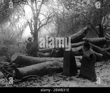 Frauen Holzfäller bei Clandon, Surrey. 1916 Stockfoto