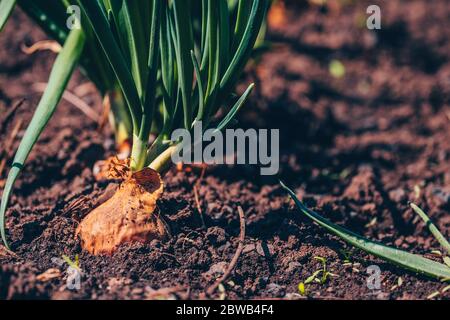 Nahaufnahme der wachsenden Zwiebel im Garten. Blühende Zwiebel im Boden. Konzept des Raumes für Ihren Text. Stockfoto