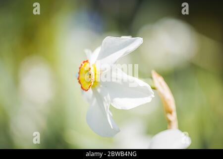 Nahaufnahme von weißen Narzissen auf grün verschwommenem Hintergrund. Schöne Blume bei sonnigem Wetter im Freien. Stockfoto