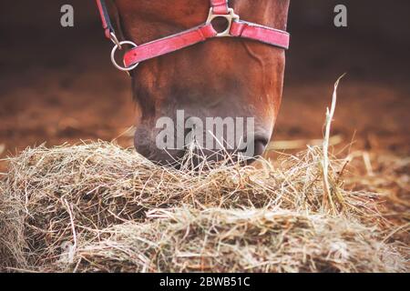 Ein Nahaufnahme-Porträt eines Bay Horse mit einem rosa Halfter auf der Schnauze, essen Heu gebracht, um seinen Stall. Die Pflege des Viehs. Stockfoto