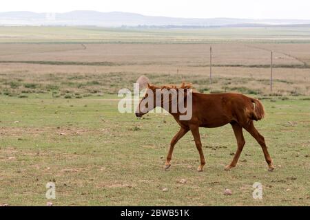 Pferde grasen in den Steppen der Inneren Mongolei in China Stockfoto