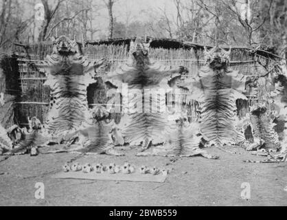 General Bruce auf Rekord Tiger Shooting Expedition . Die neun Tigerhäute. Die in der Mitte misst 9 ft 10 im 22. Juli 1924 Stockfoto