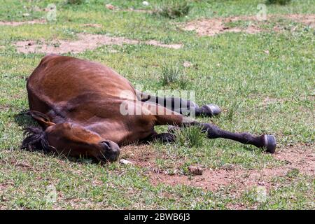 Junger Hengst, der im Gras in der Steppe der Inneren Mongolei, China schläft Stockfoto