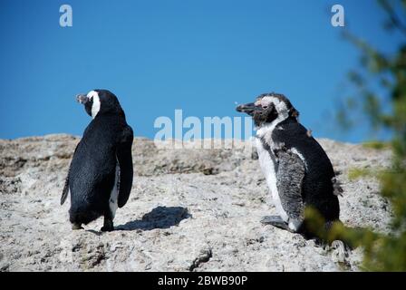 Zwei Afrikanische Pinguine (Spheniscus demersus) auf einer Klippe in Boulders Bay, Südafrika. Ein Pinguin häutet sich (Häutung). Stockfoto