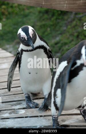 Zwei Afrikanische Pinguine (Spheniscus demersus), die auf einer Brettwanderung am Boulder's Beach, Südafrika, spazieren. Stockfoto