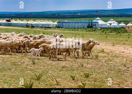 Schafherde im Grasland der Steppe der Inneren Mongolei mit Jurtenzelten im Hintergrund Stockfoto