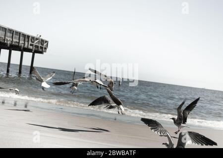 Gruppe Möwen fliegt, um den nächsten Bissen zu finden. Stockfoto