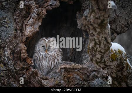 Eine Nahaufnahme einer großen grauen Uraleule in einem Baumloch in Hokkaido, Japan Stockfoto