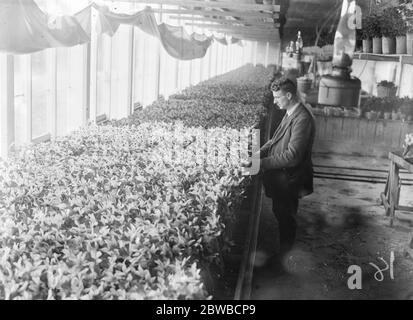 Die Blumenernte in den Schlarnheiten . Bei Tresco die Blume Entwicklungshaus, wo Narzissen und Narzissen in Racks über Wasser platziert werden, um ihre natürliche Farbe durch die Wirkung der Sonne intensiviert haben. 1923 Stockfoto