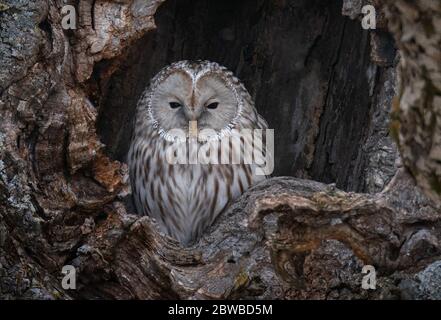 Eine Nahaufnahme einer großen grauen Uraleule in einem Baumloch in Hokkaido, Japan Stockfoto