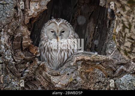 Eine Nahaufnahme einer großen grauen Uraleule in einem Baumloch in Hokkaido, Japan Stockfoto