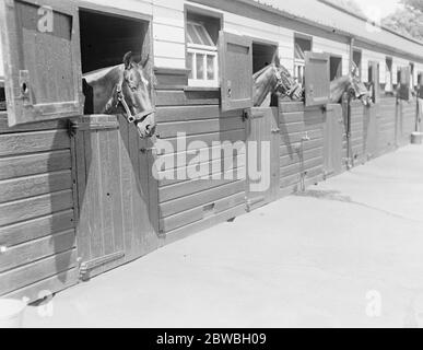 Polo Pony Show im Hurlingham Club, London - Stockfoto