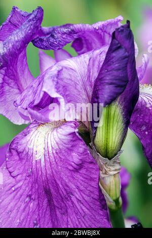 Purple Bärtige Iris Rapsodie Knospe Stockfoto