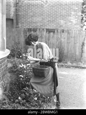 Herzogin von Leinster am Meer die Herzogin von Leinster blüht in Bournemouth in der zeremoniellen Grafschaft Dorset, wo sie sich am 27. August 1923 aufhielt Stockfoto