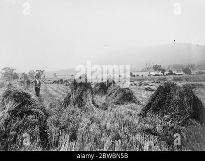 Weizenfarm, Killarney Railway, Queensland. 23 März 1923 Stockfoto