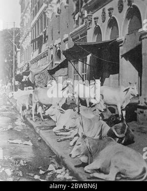 Heilige Rinder schlafen auf den Gehwegen in Westbengalen Diese bemerkenswerte Phot zeigt heilige Rinder schlafen auf dem Bürgersteig in Kalkutta. Die Beastsare dürfen sich durch die Geschäfte und Basare wundern, die Polizei und die Regierung werden gezwungen, hinduistisch relgious Gefühl in der Angelegenheit 20 Mai 1922 zu verschieben Stockfoto