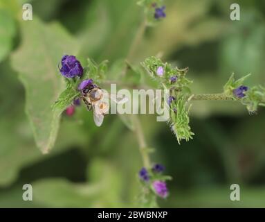 Biene auf Blüte Stockfoto